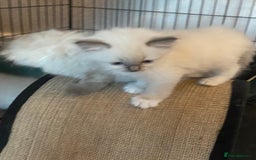 Ragdoll cats for sale: Ragdoll Kittens - Image 6