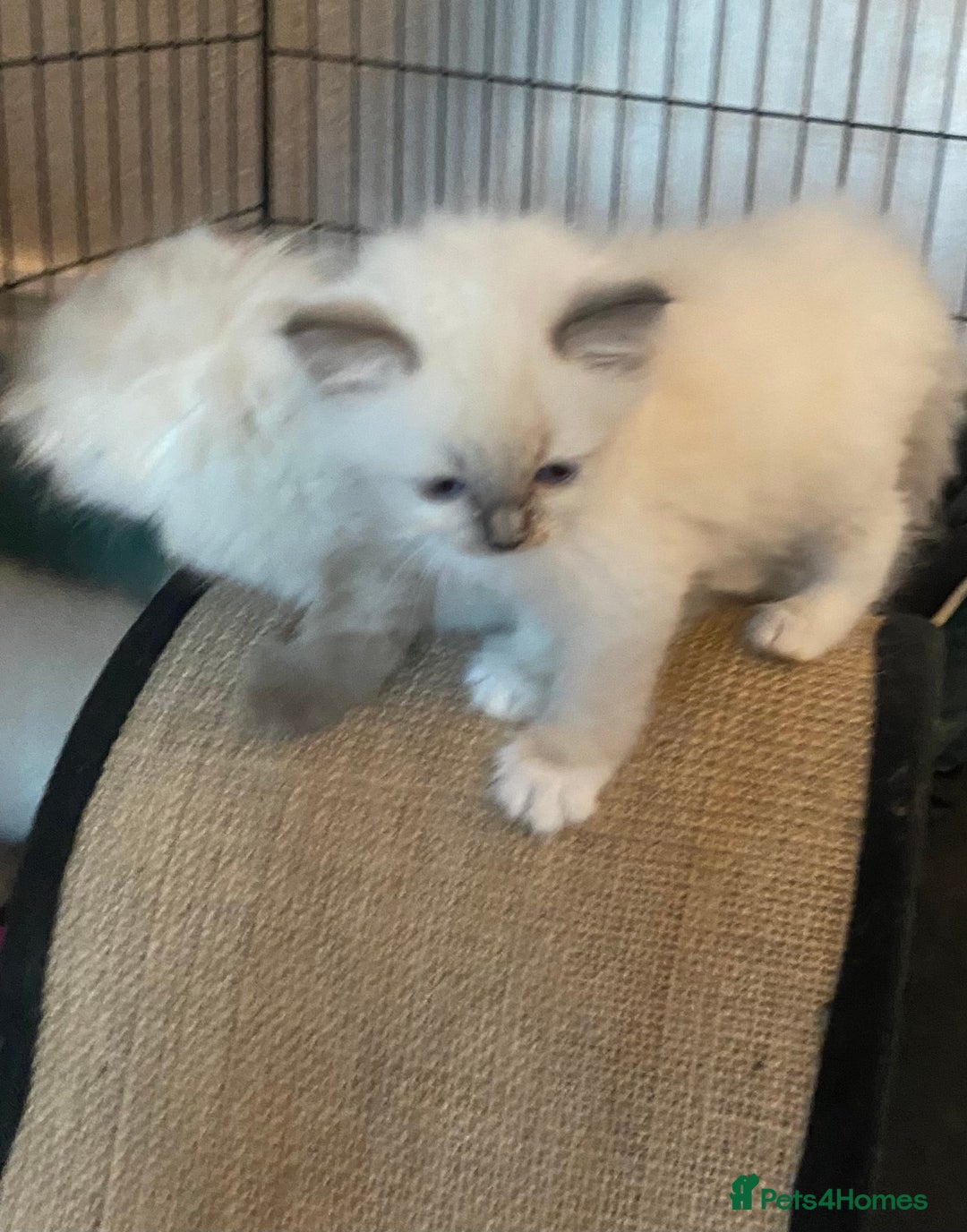 Ragdoll cats for sale: Ragdoll Kittens - Image 6