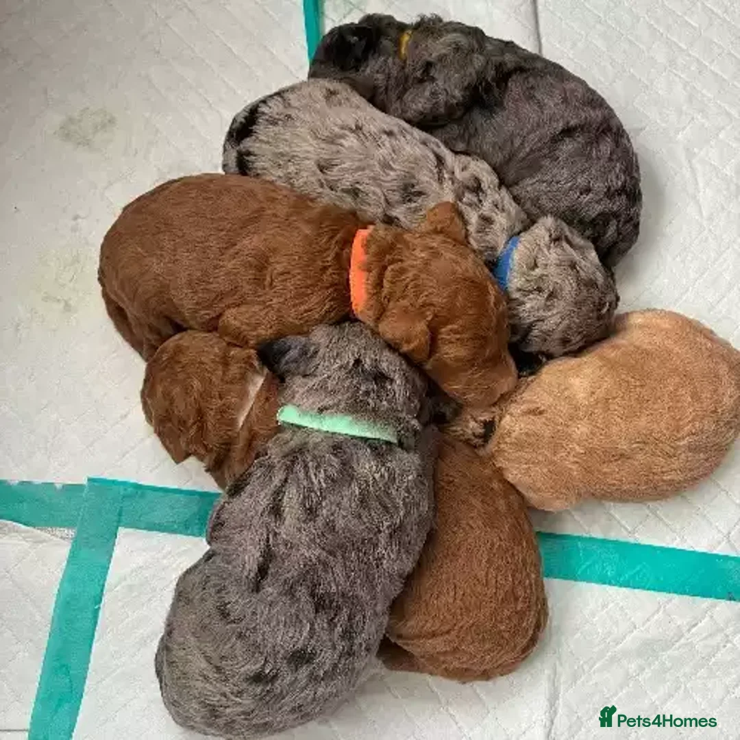 Goldendoodle dogs for sale: Little Teddy Bears:Adorable Goldendoodle Puppies - Advert 4