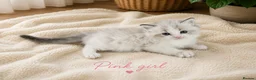 Ragdoll cats for sale: Stunning Ragdoll kittens GCCF Pet /Active  - Advert 2