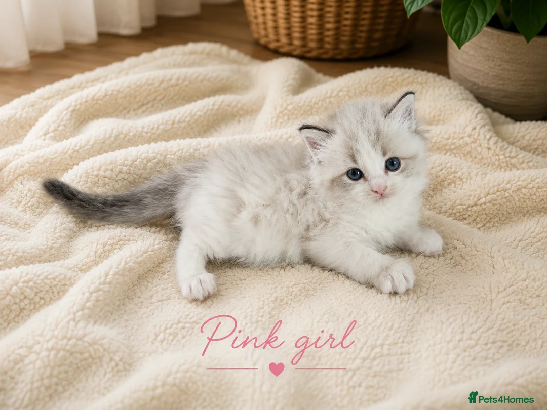 Ragdoll cats for sale: Stunning Ragdoll kittens GCCF Pet /Active  - Advert 2