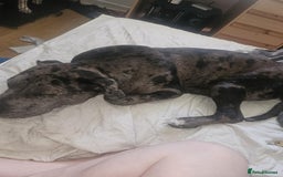 Mixed Breed dogs for sale: His name is bear  - Image 1