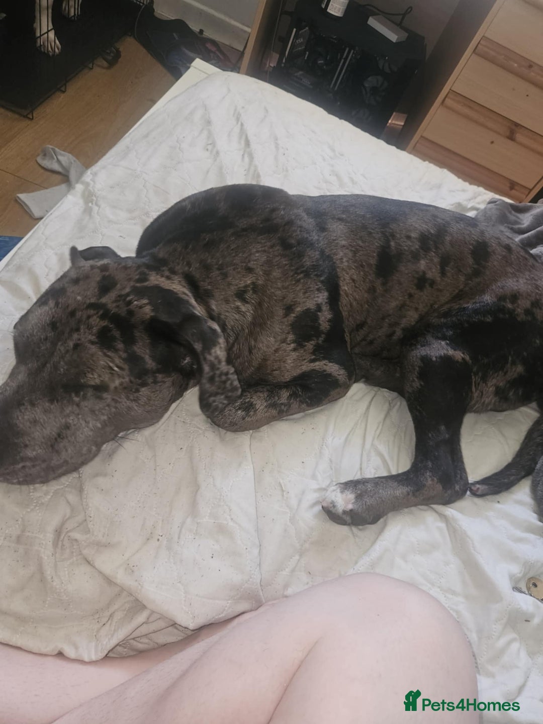 Mixed Breed dogs for sale: His name is bear  - Image 1