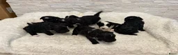 Mixed Breed dogs for sale: Fab❤️ Tibetan terrier X Miniature poodle puppies❤️ - Advert 9