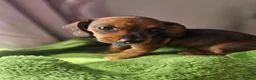 Dachshund dogs for sale: Miniture Dashshunds READY TO RESERVE - Advert 11