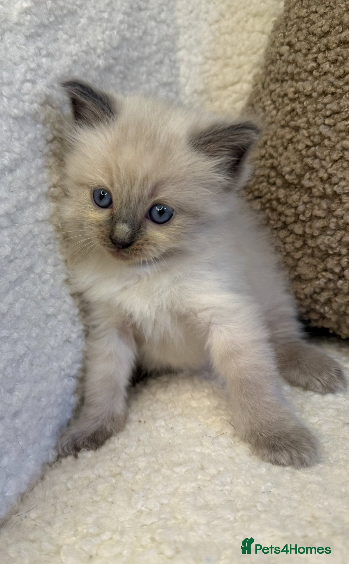Ragdoll cats 4 male ragdolls  - Advert 13
