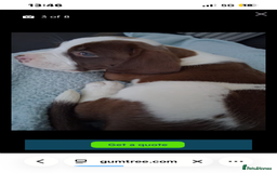 Mixed Breed dogs for sale: Cocker Bull 10 weeks  - Image 2