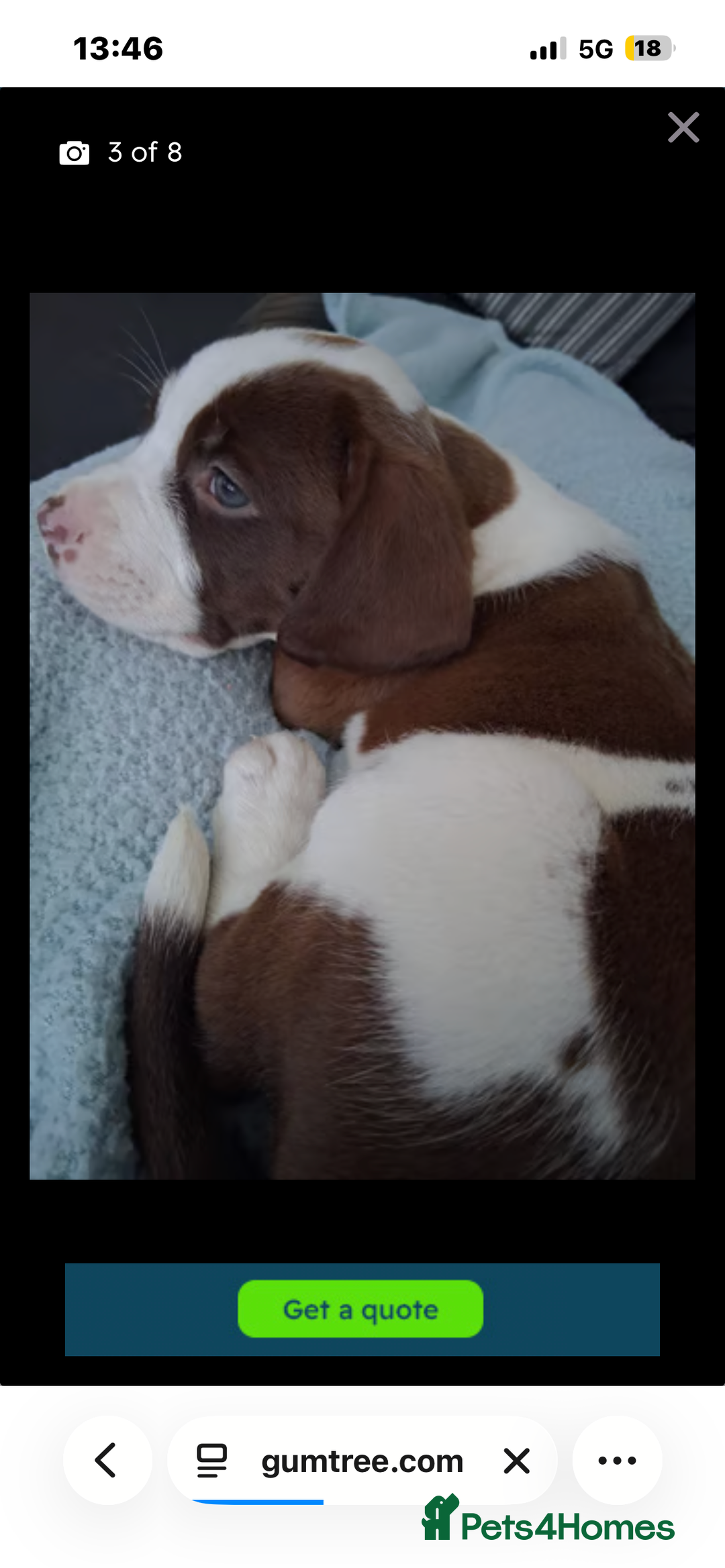 Mixed Breed dogs for sale: Cocker Bull 10 weeks  - Image 2