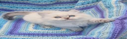 British Shorthair cats for sale: 💖GOLDEN & SILVER POINT BSH & BLH KITTENS💖 - Advert 18