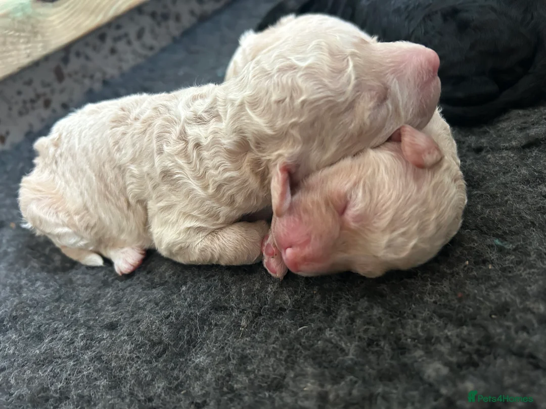 Goldendoodle dogs for sale: Stunning Goldendoodle Pups - Advert 12