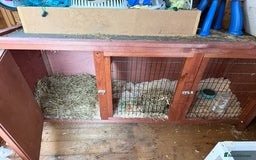 Guinea Pig rodents for sale: Two Teddy guinea pigs with Hutches  - Image 7
