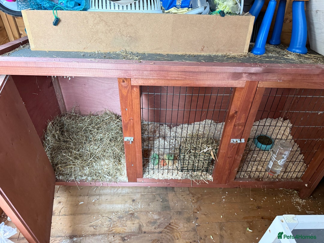 Guinea Pig rodents for sale: Two Teddy guinea pigs with Hutches  - Image 7