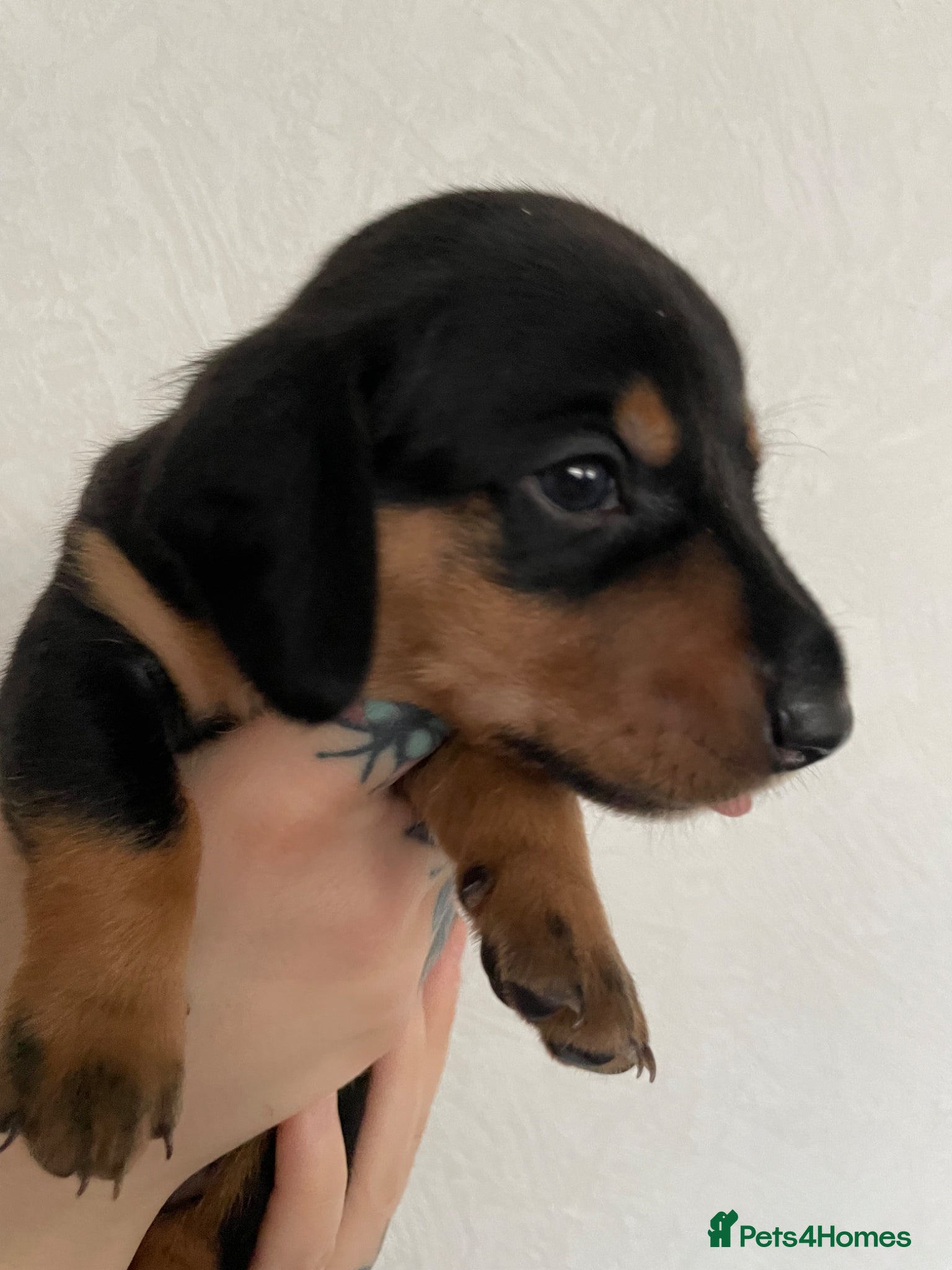 Dachshund dogs Dachshunds Black & Tan Nottinghamshire  - Advert 16