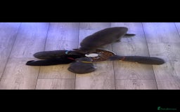 British Shorthair cats for sale: Blue British short-hair kittens - Image 6