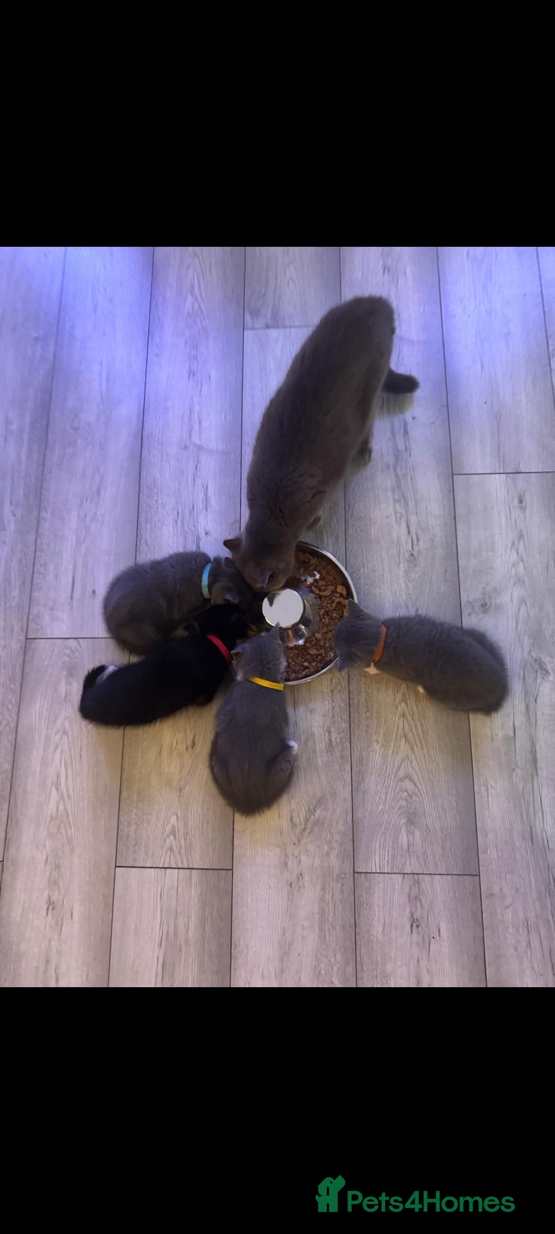 British Shorthair cats for sale: Blue British short-hair kittens - Image 6