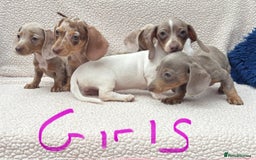 Miniature Dachshund dogs for sale: Fully vac RAINBOW MIX MINI DAXI KC REG PRA CLR - Image 14