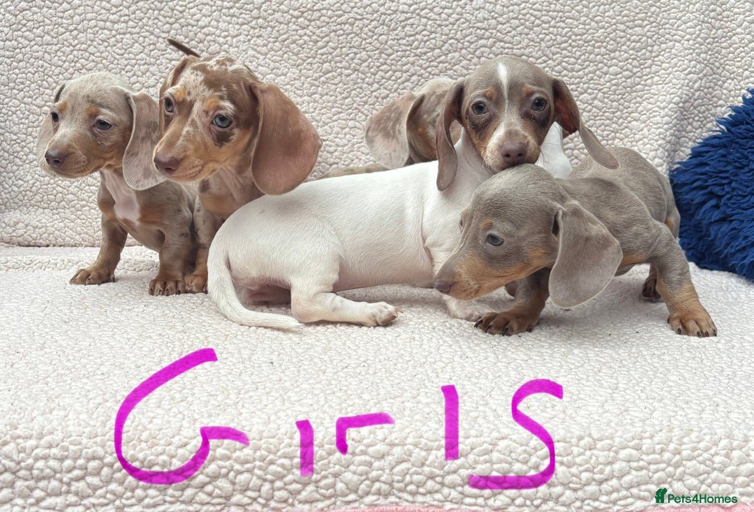 Miniature Dachshund dogs for sale: Fully vac RAINBOW MIX MINI DAXI KC REG PRA CLR - Image 14