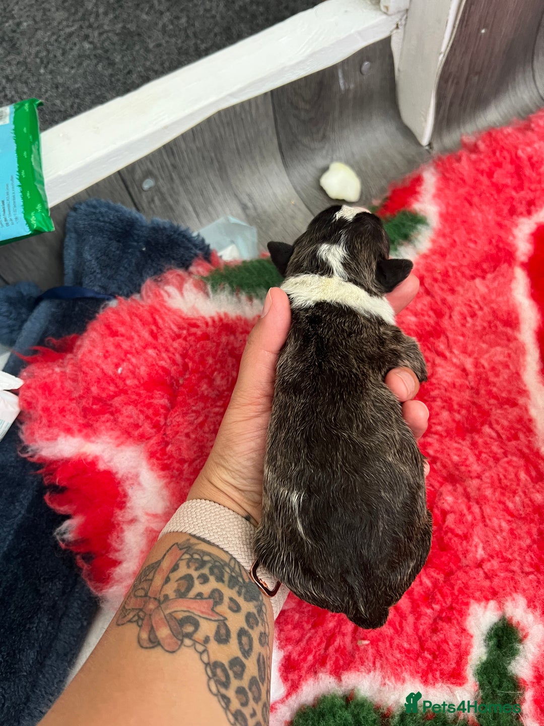English Bull Terrier dogs for sale: Janineabullz bull terriers beautiful litter  - Image 18