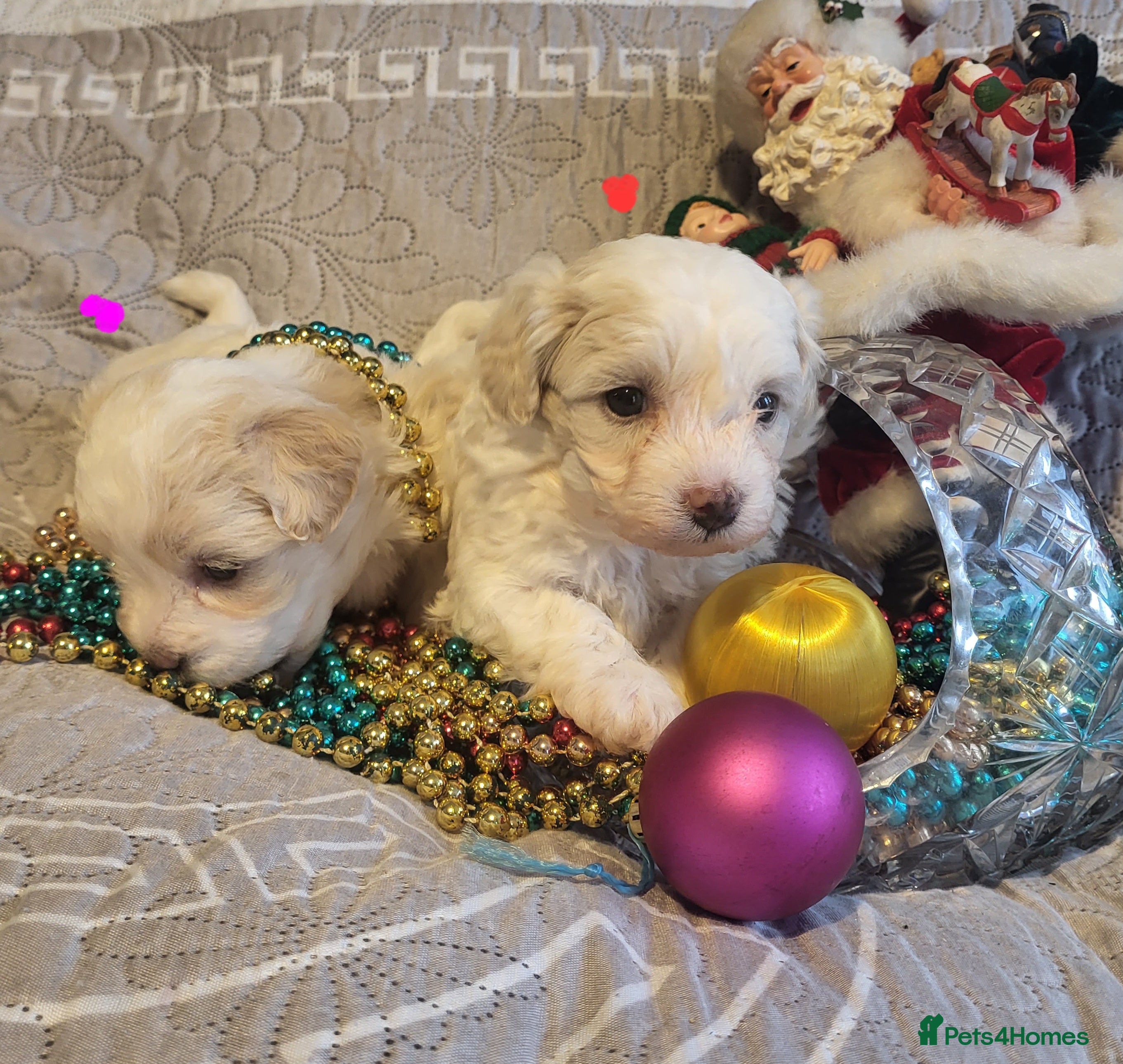 Maltipoo dogs Toy maltipoo puppies  - Advert 10