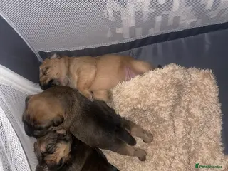 Mixed Breed dogs Wheaten x Lakeland terriers - Advert 3