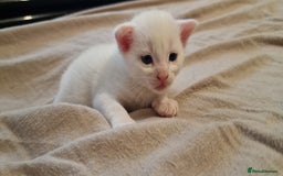 Mixed Breed cats for sale: Adorable white kittens  - Image 11