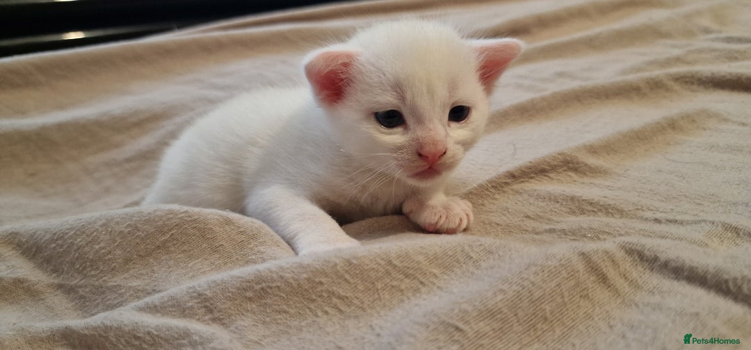 Mixed Breed cats for sale: Adorable white kittens  - Image 11