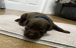 American Bull Staffy dogs for sale: Staffy Bull Puppies - Image 3