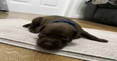 American Bull Staffy dogs - Advert 2