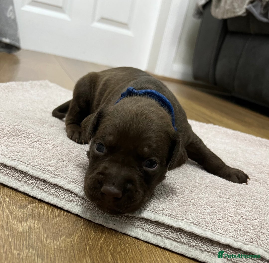 American Bull Staffy dogs for sale: Staffy Bull Puppies - Image 3