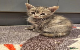Mixed Breed cats for sale: 5 beautiful kittens looking for their forever home - Image 10