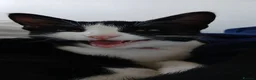 Domestic Shorthair cats for sale: Tuxedo. Direct Rehome  - Advert 1