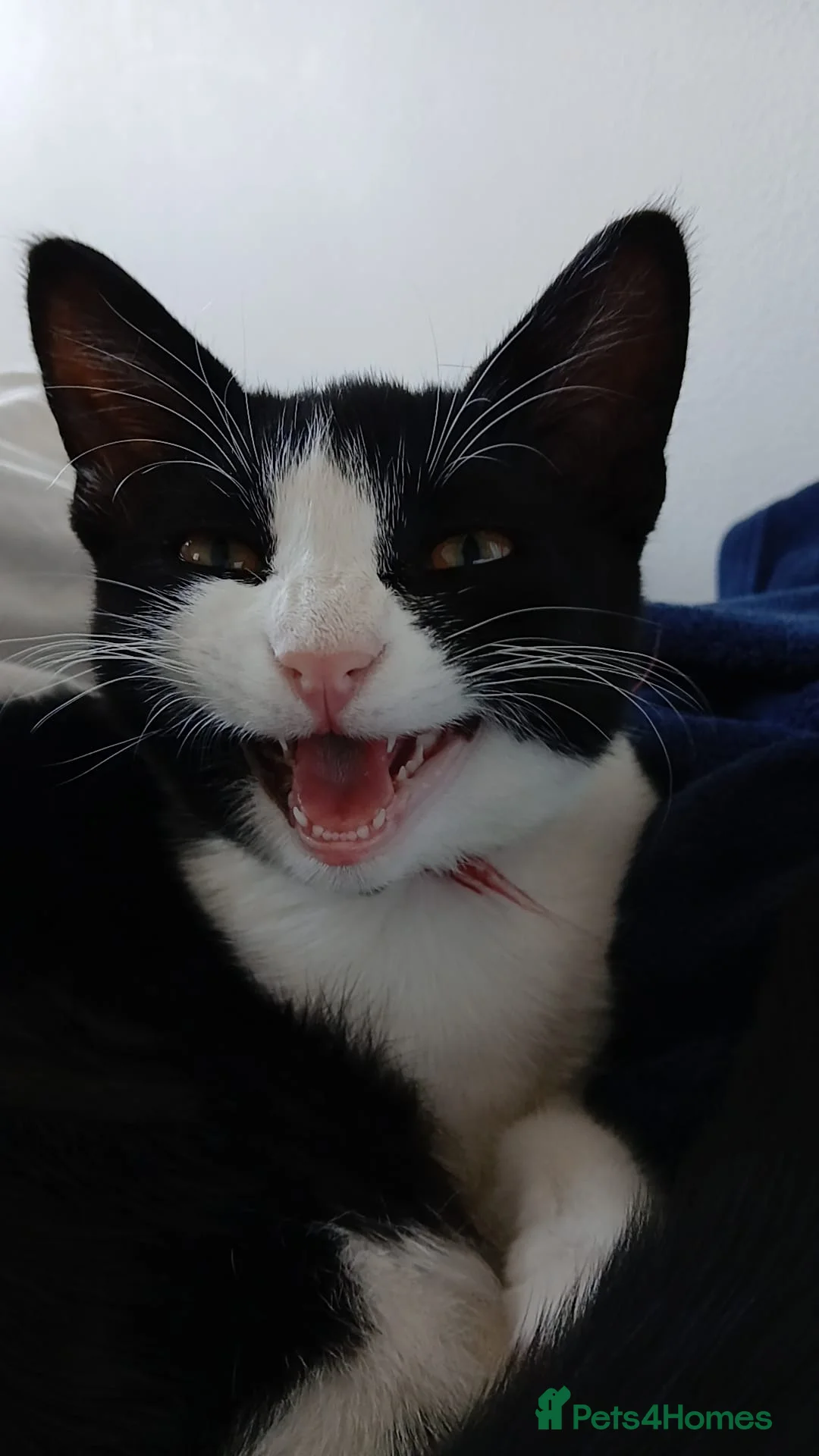 Domestic Shorthair cats for sale: Tuxedo. Direct Rehome  - Advert 1