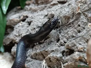 King Snake reptiles Mexican Black King Snake With Full Setup - Advert 5