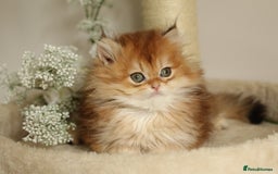 British Shorthair cats for sale: Gorgeous LH Golden Chinchilla boy - Image 11