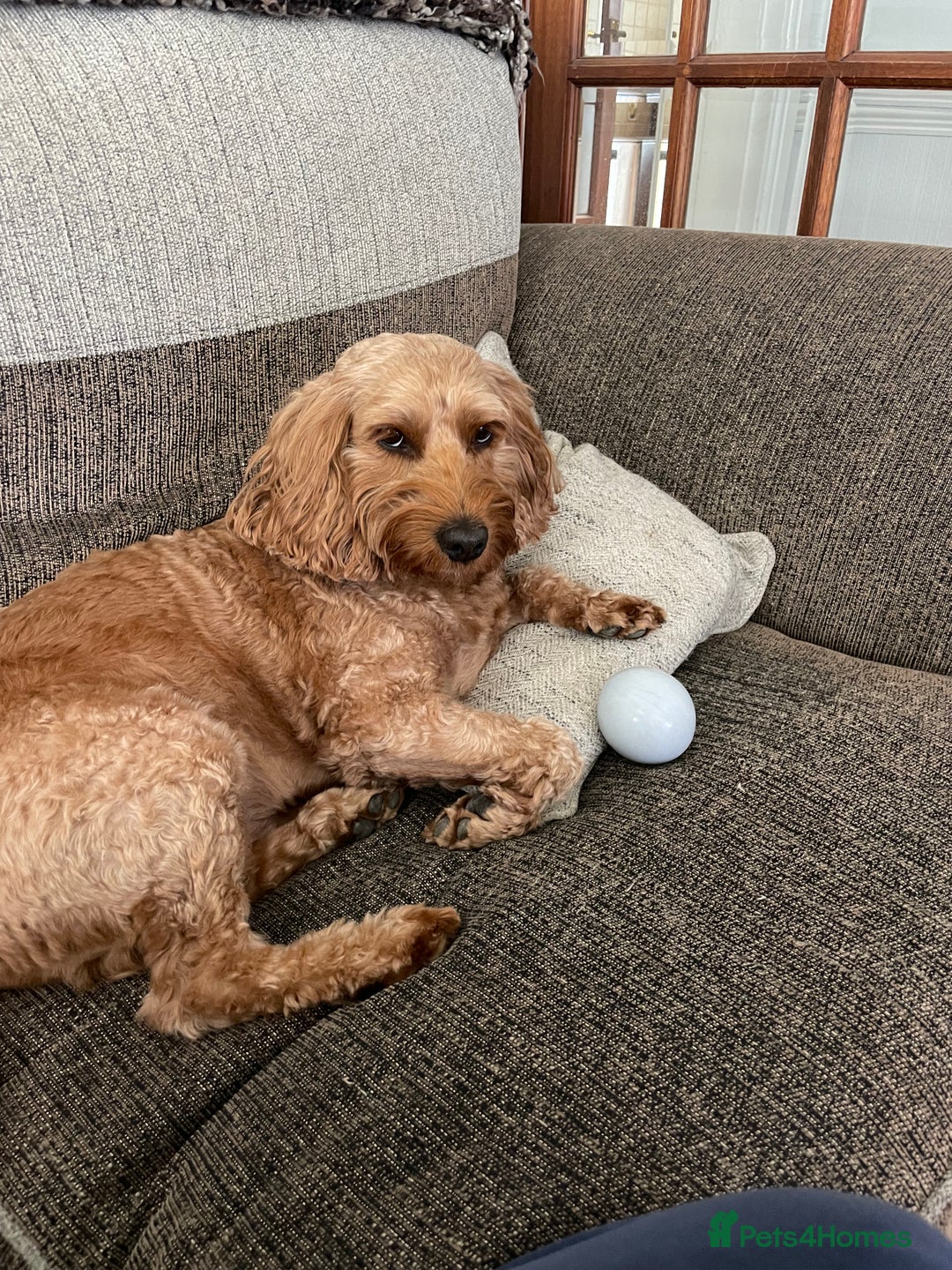 Cockapoo dogs for stud: STUD F1 Cockerpoo (5 Star 10/10} - Advert 18