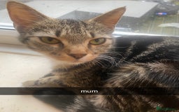 Mixed Breed cats for sale: kittens for sale - Image 5