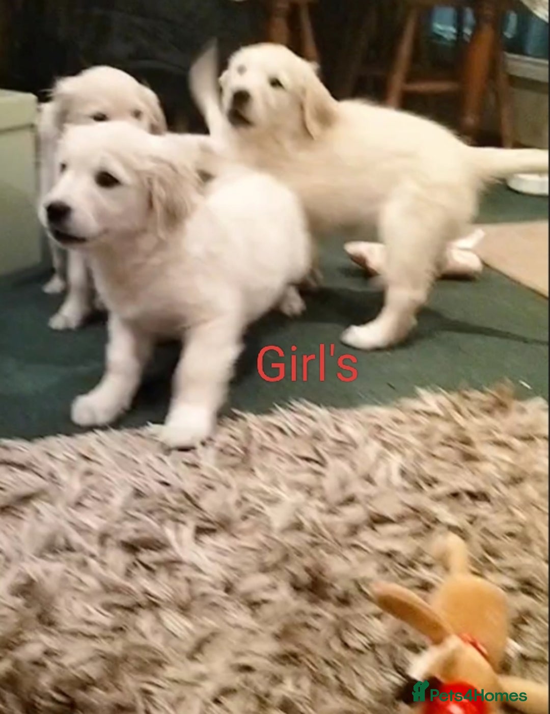 Golden Retriever dogs for sale: GOLDEN RETRIEVER PUPS - Advert 21