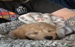 Mixed Breed dogs for sale: Shichon cross dachshund - Image 20