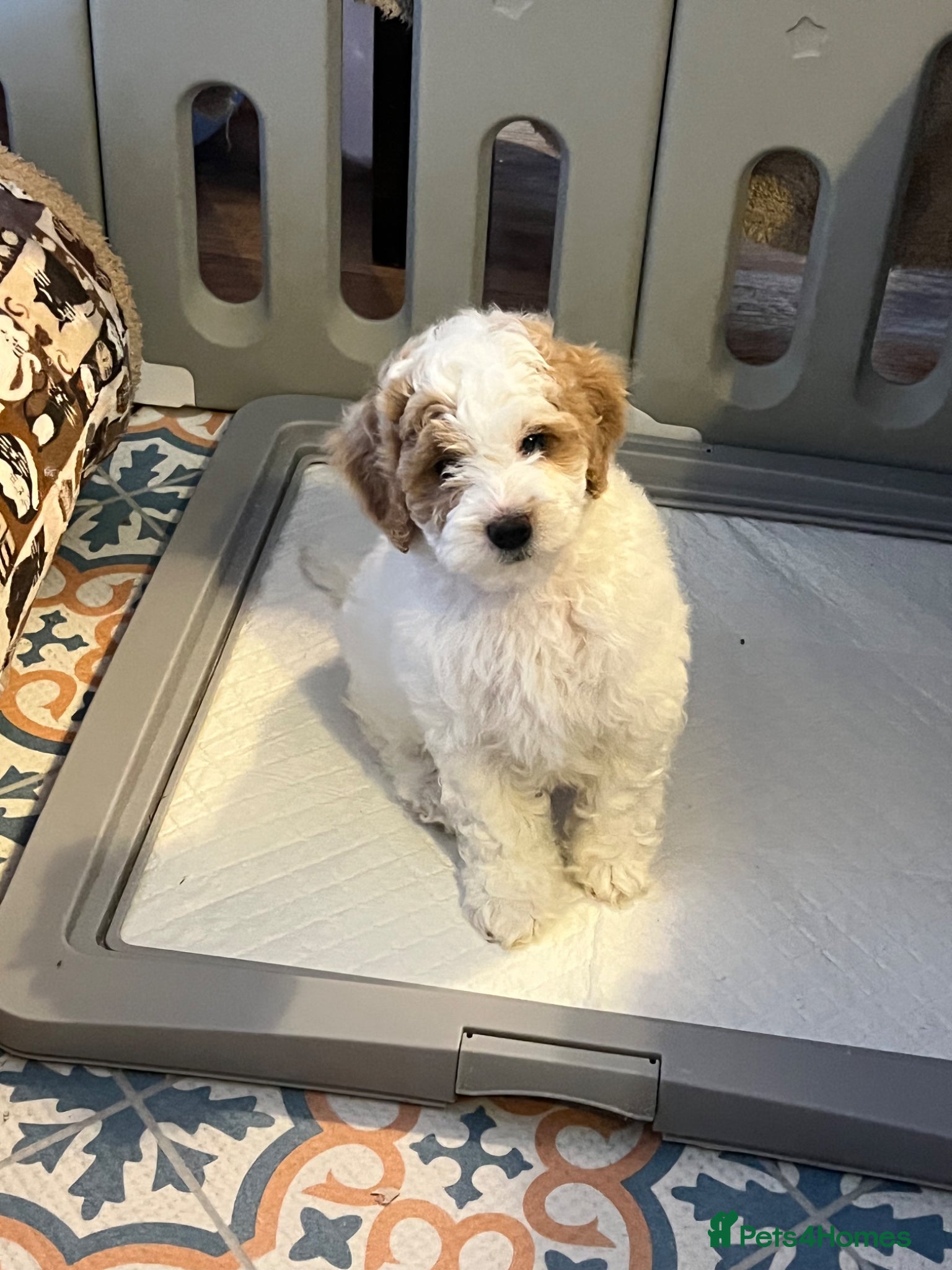 Australian Labradoodle dogs Ready to go health tested vaccinated gorgeous 🐶 - Advert 3