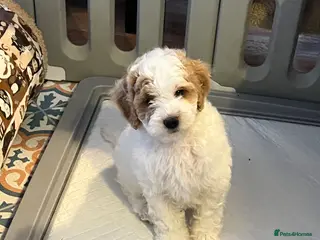 Australian Labradoodle dogs Ready to go health tested vaccinated gorgeous 🐶 - Advert 9