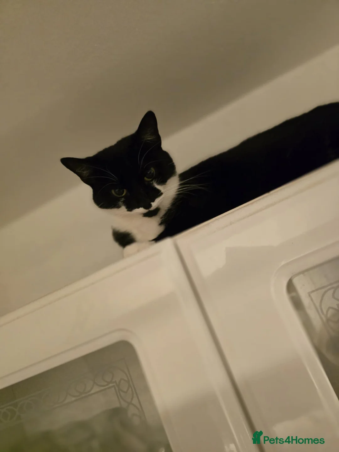 Domestic Shorthair cats for sale: 3 wee kittens looking for their forever home 💜 - Advert 4