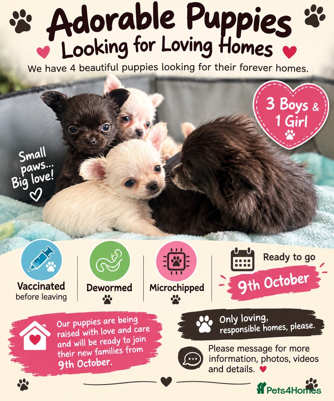 Chihuahua dogs Chihuahua puppies looking for loving homes - Advert 1