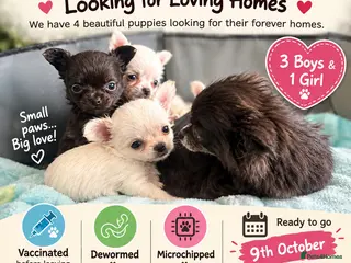 Chihuahua dogs Chihuahua puppies looking for loving homes - Advert 11