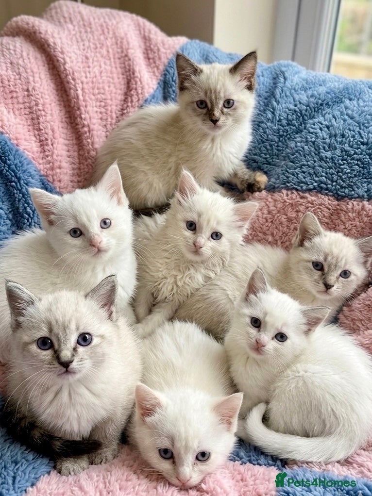 Ragdoll cats ✨ Beautiful Ragdoll Kittens – Ready to Meet You! ✨ - Advert 2