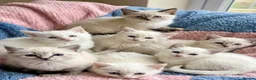 Ragdoll cats for sale: ✨ Beautiful Ragdoll Kittens – Ready Now ✨ - Advert 2