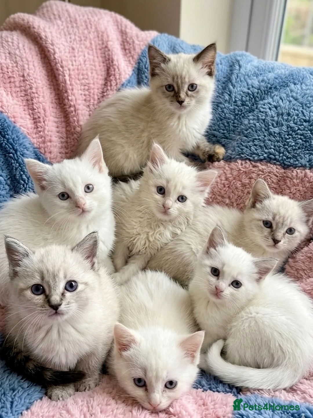 Ragdoll cats for sale: ✨ Beautiful Ragdoll Kittens – Ready Now ✨ - Advert 2