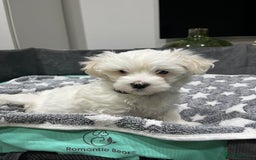 Maltese dogs for sale: Beautiful Maltese puppies  - Image 8