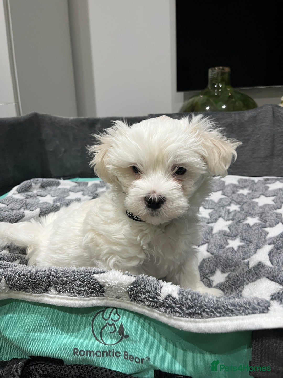 Maltese dogs for sale: Beautiful Maltese puppies  - Image 8