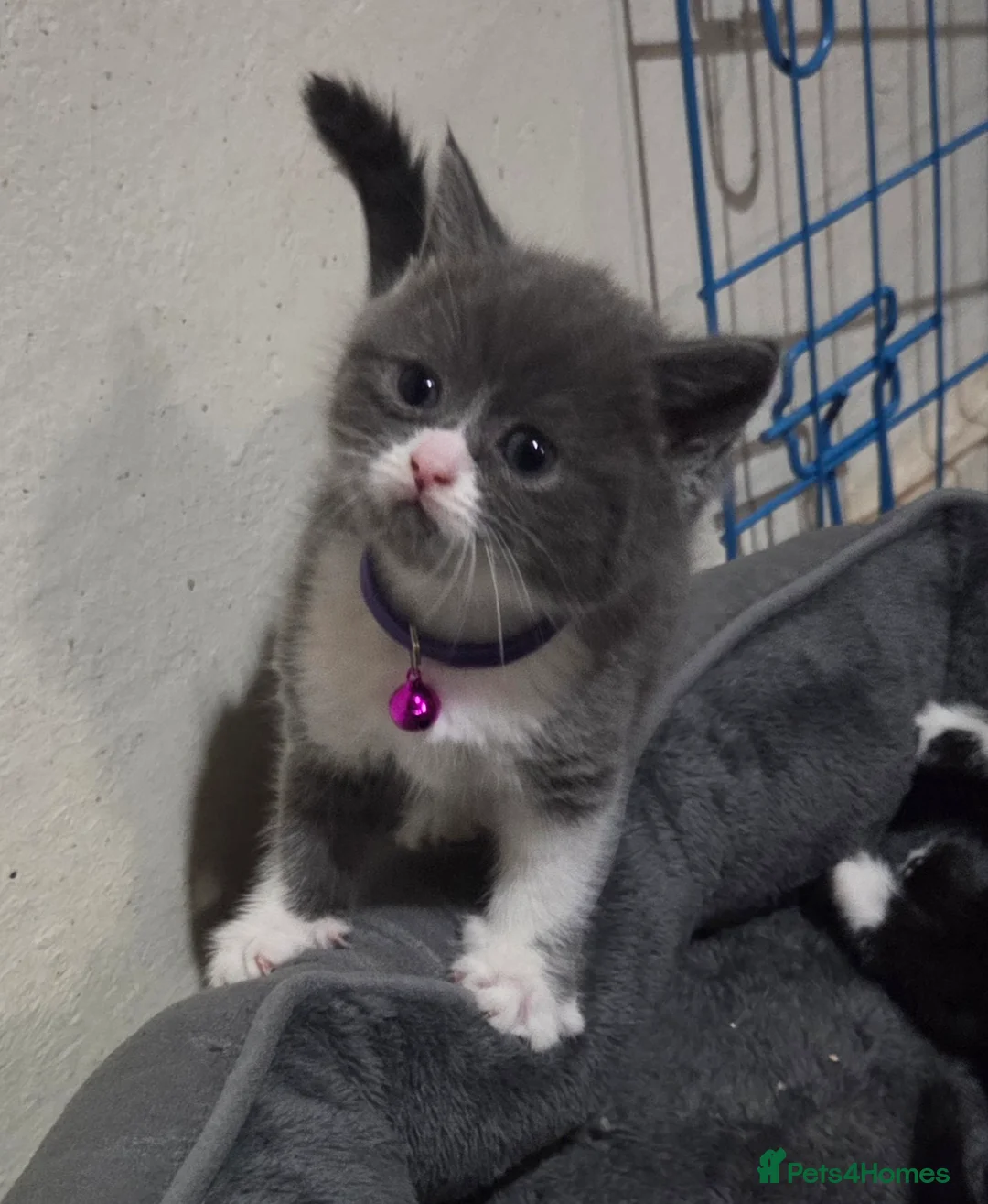 British Shorthair cats for sale: British Short Hair  - Advert 26