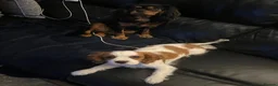 Cavalier King Charles Spaniel dogs for sale: 5 beautiful cavalier puppies - KC registered - Advert 23